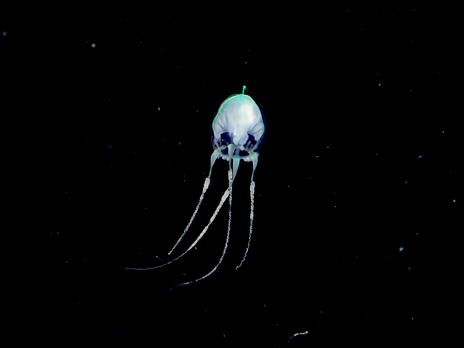 A small translucent Halitiara rigida jellyfish photographed against black water.