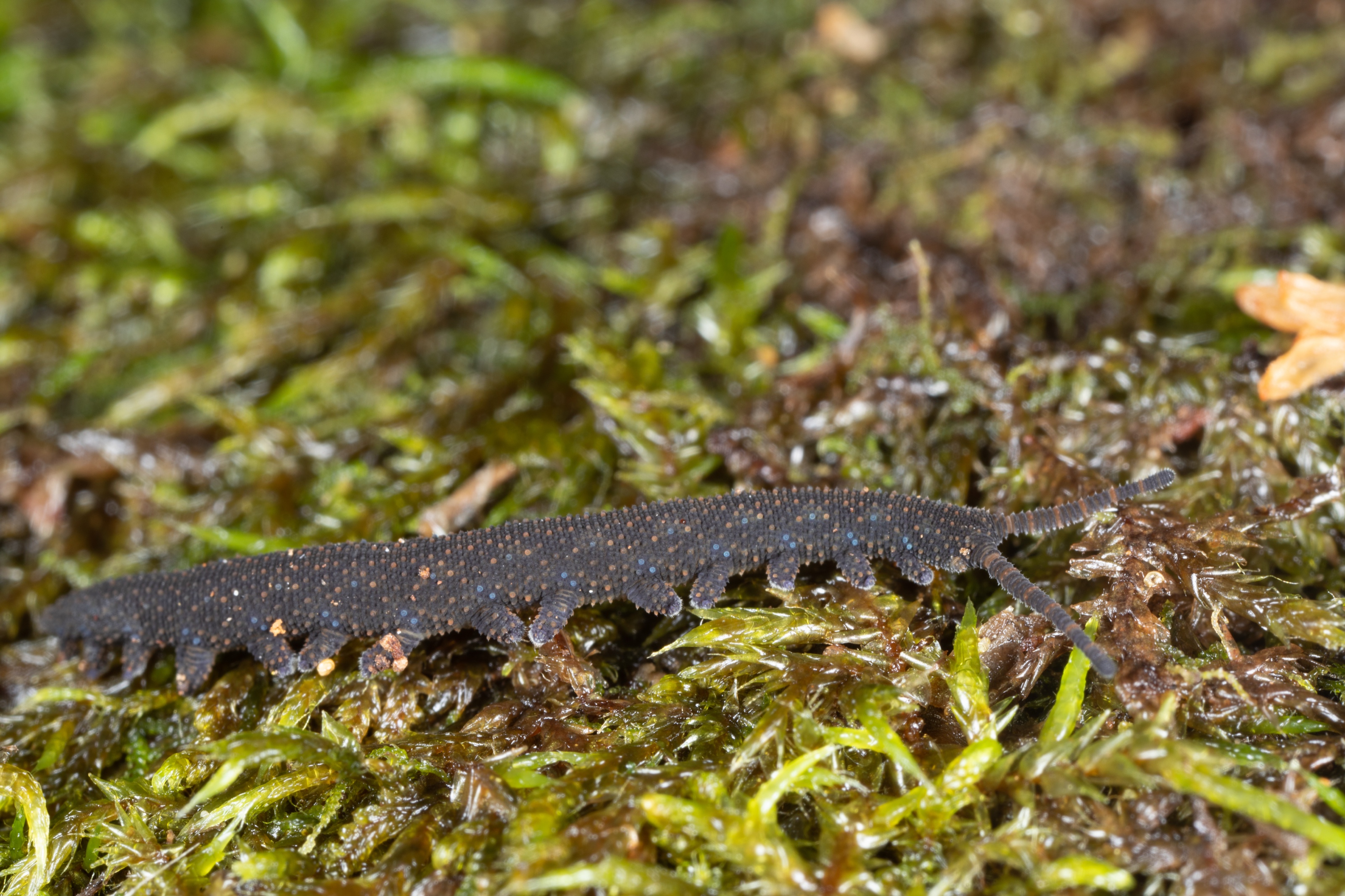A dark Ooperipatellus velvet worm moving across bright green moss.